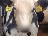 Cow, Holstein breed — photo 2