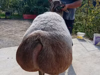 母羊, Arashan sheep — 照片 4