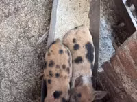 Cerdos (lote, sexo no especificado), Cerdos — foto 3