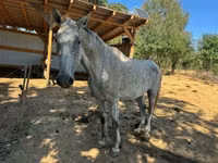 Horse (M), Oldenburg horse — photo 5