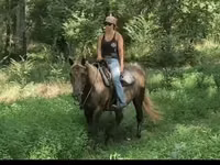 Mare, Kentucky mountain daddle horse — photo 7
