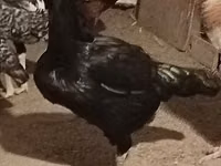بليموث روك — الصورة 5