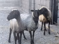 Sheep, Romanov sheep — photo 1