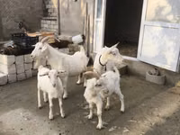 母山羊, Goats — 照片 8