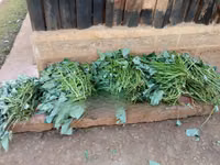 Super Vine K (Sweet Potato Vines) - 200 Cuttings — photo 2