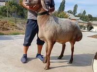 母羊, Arashan sheep — 照片 3