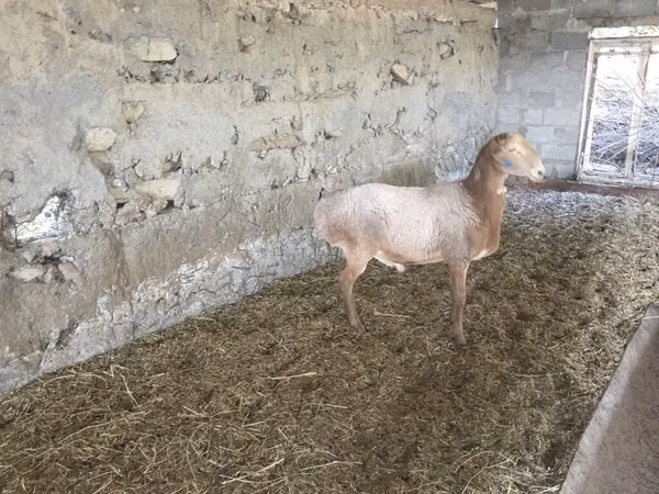 Баран, Рёнская овца