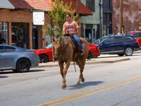 Horse (M), Quarter Horse — photo 7