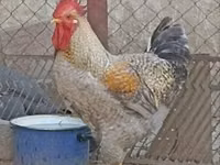 Chickens — photo 1