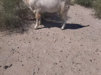 Ziegenbock, Ziegen — Foto 2