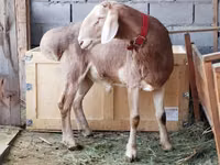 Widder, Rhon sheep — Foto 2