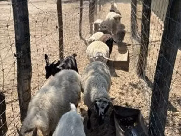 نعجة, Merino sheep