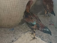 Chickens — Foto 4