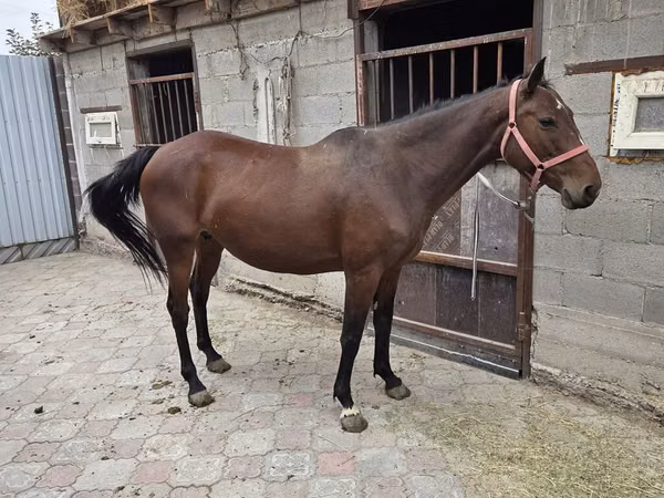 Mare, Thoroughbred horse