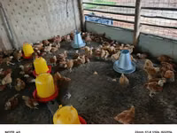 Chickens — photo 4