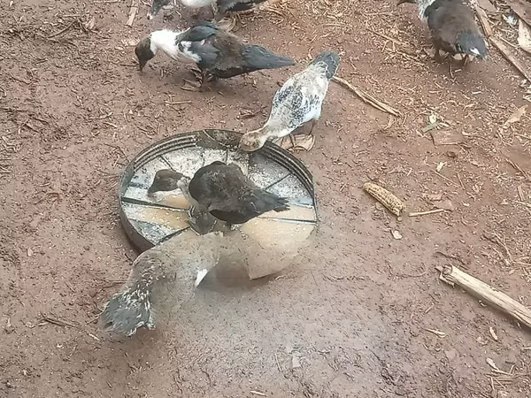 Ducks