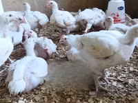 Shamo chickens — photo 3