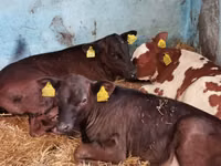 公牛, Cattle — 照片 6