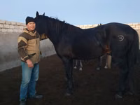 Horse (M), Kushum Horse — photo 1