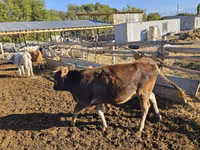 Cow, Swiss cattle — photo 2