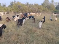 عنزة, الماعز — الصورة 3