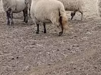 نعجة, Merino sheep — الصورة 2