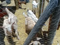 Billy Goat, Goats — photo 2