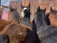 घोड़े (लॉट, लिंग निर्दिष्ट नहीं), Kazakh horse — फ़ोटो 2