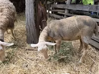 भेड़, Luzein sheep — फ़ोटो 1