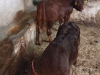 Vaca, Ganado vacuno — foto 2