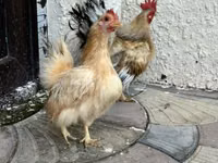 Chickens — الصورة 2