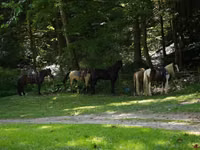Hengst, Pinto horses — Foto 3