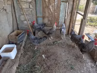Chickens — foto 1