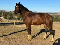 Horse (M), Clydesdale — photo 2