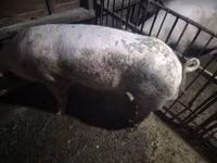 Boar — photo 4