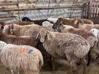 Schaf, Schafe — Foto 2