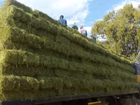 Lucerne For Sale - Small Bales (For Sale) — photo 2