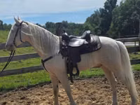 Horse (M), Kentucky mountain daddle horse — photo 8