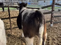 Cattle (batch, sex not specified), Belgian Blue — photo 6