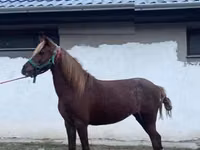 घोड़ी, Welsh Cob — फ़ोटो 1