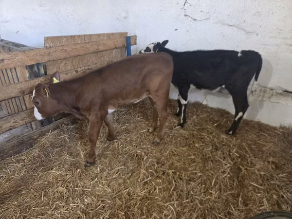 Cow, Cattle