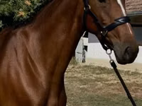 घोड़ी, Hanoverian — फ़ोटो 1