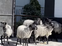Sheep, Hissar sheep — photo 1