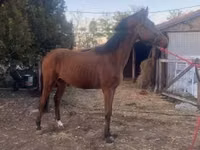 Horse (M), Kisber felver — photo 4