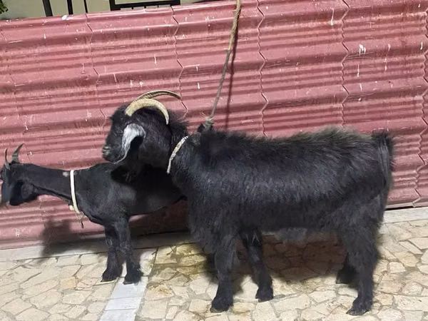 Goat, Goats
