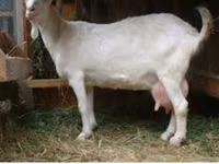 تيس, Saanen goat — الصورة 4