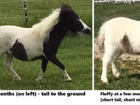 公马, Miniature horse — 照片 7