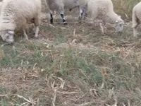 公羊, Cerry Hill sheep — 照片 2