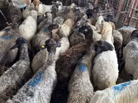 Goat, Goats — photo 2