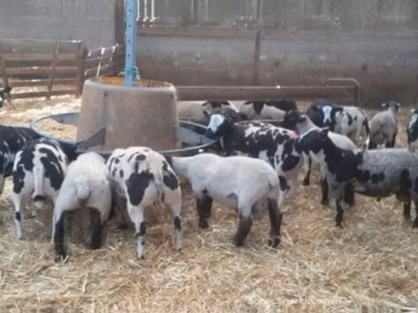 Carnero, Zwartbles sheep